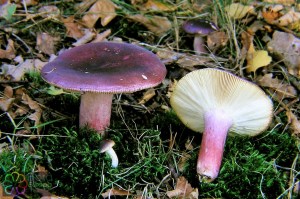 Duivelsbrood russula 2JPG